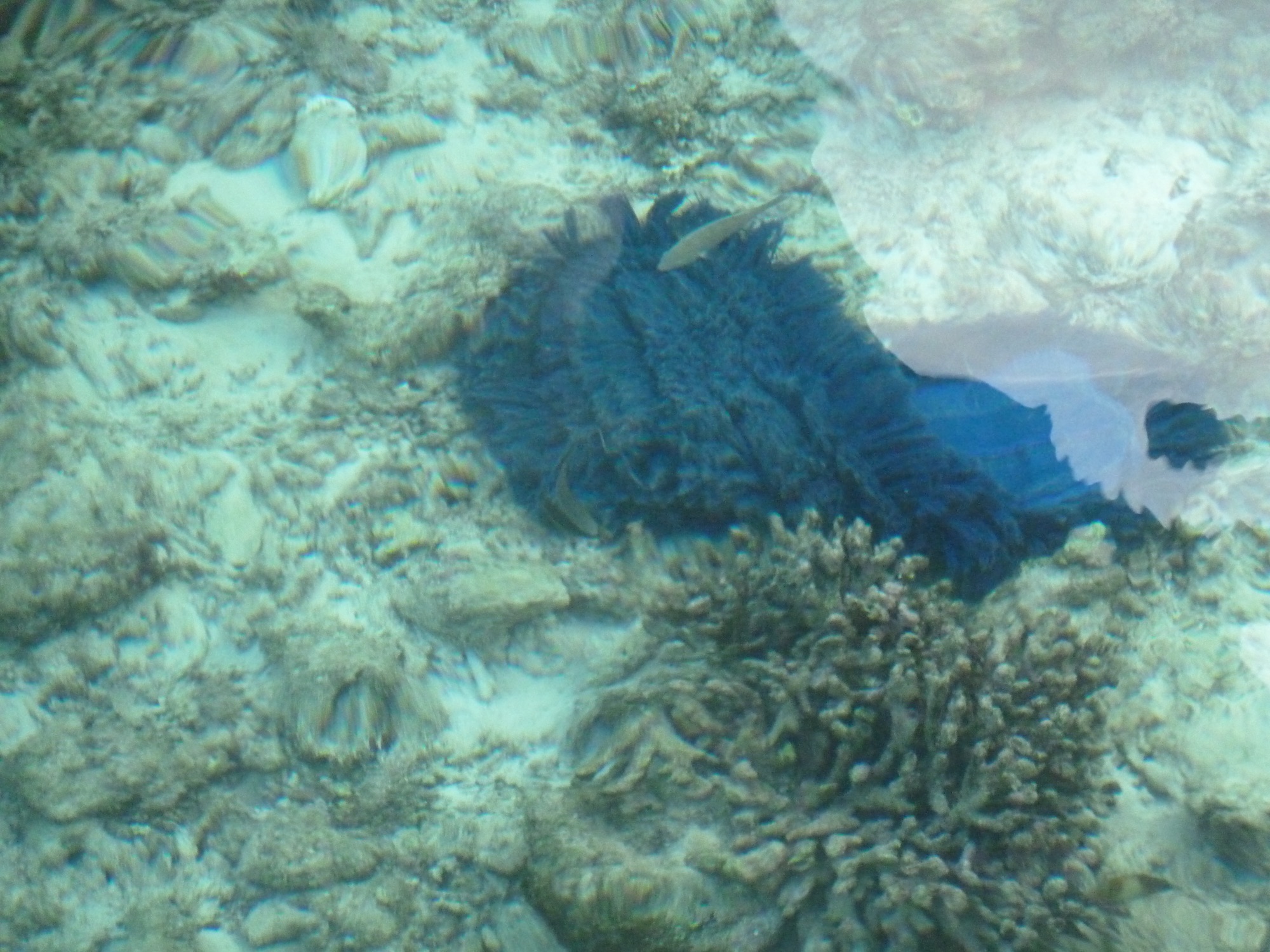 Learning the Language of the Sea: Snorkelling in the Maldives